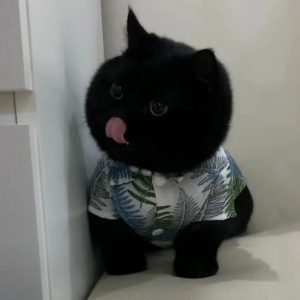 小煤炭球——大脑袋|子归云